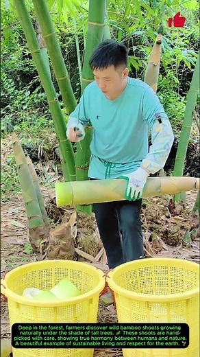 Discovering Wild Bamboo Shoots 🎋 | Living in Harmony with Nature