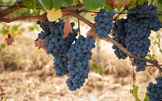 Vitis vinifera: características, hábitat, cultivo, cuidados, variedades