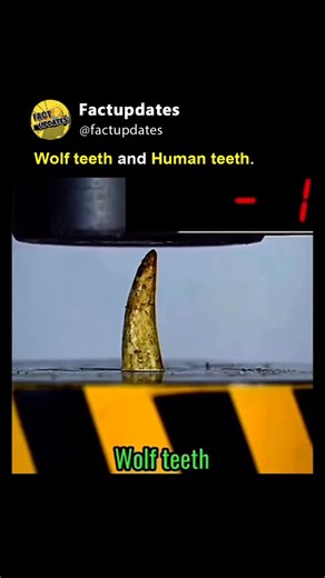 FACTUPDATES™️ on Instagram: "Wolf teeth vs Human teeth Wolves have long, sharp canines built for tearing meat, while humans have flatter molars for grinding food. Wolves rely on strength for survival, but humans evolved teeth for a mixed diet. #wolfvshuman #animalvshuman #humanteeth #wolfteeth #wildvscivilized"