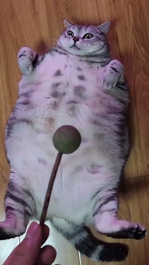fat cat playing #cats #funnycat #catlovers #fatcat