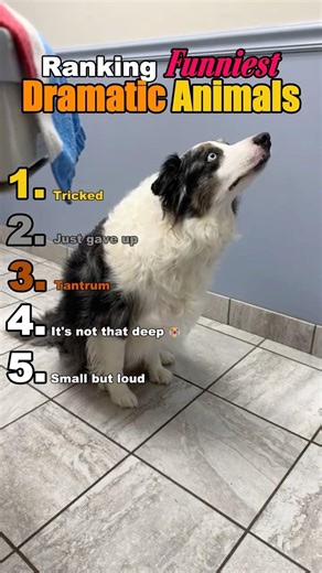 Why are they so dramatic? 😭 #drama #animals #funny #shorts #viral