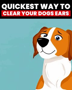 128 reactions · 16 shares | :warning: Dirty dog ears? Stop with the...