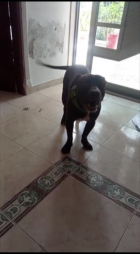Amor mio