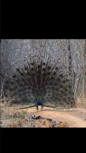 Peacock dancing in jungle to impress female | #wildlife #safari #dance #naturelovers #jungle #tadoba
