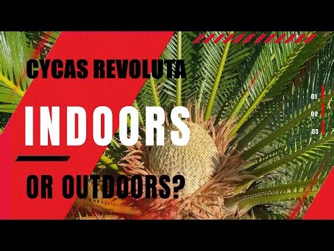 Palmy a Zahrady - TRAILER - ENGLISH VERSION - CYCAS REVOLUTA - INDOORS OR OUTDOORS? 11.12.2025