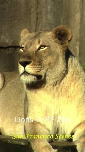 San Francisco Zoo in December #sanfrancisco #zoo