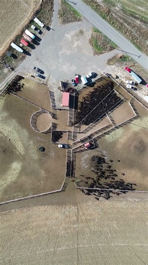 Shipping day at the ranch!