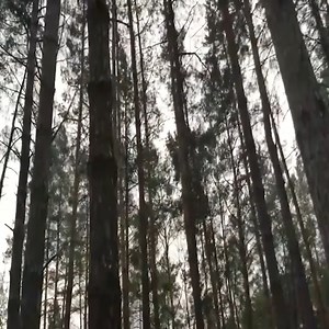 32K views · 697 reactions | Screened Porch on My Off Grid Log Cabin Favourite Place in the Forest Leather Tool Sheath | Film Buff Network | Facebook