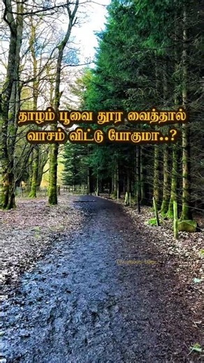 Thene then pandi meene….|| Ilayarajah hits|| #ilayarajamelodyhits #ilayaraja #90s #fyp #shorts