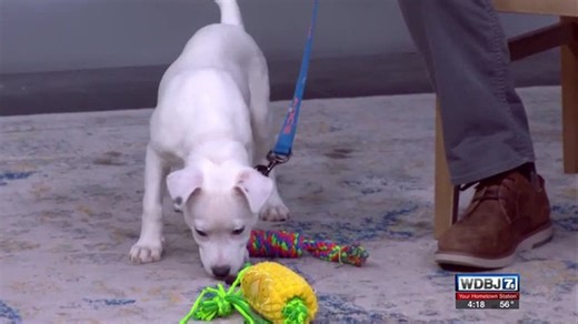 Pet Talk: Are Dog Parks Right for Every Dog? | Haystack News