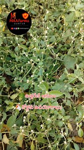 🌿 ఉత్తరేణి (Achyranthes aspera) – కోళ్లకు ఉపయోగాలు 🐔 కోళ్లకు ఉపయోగాలు: 1. జీర్ణక్రియకు మంచిది: ఉత్తరేణి ఆకులు లేదా ముద్ద కొద్దిగా కలిపి కోళ్లకు ఇస్తే జీర్ణక్రియ మెరుగుపడుతుంది. గ్యాస్, అజీర్ణం తగ్గుతాయి. 2. కీటకనాశన గుణం: ఈ మొక్కకు సహజమైన యాంటీ-పారాసిటిక్ గుణం ఉంది. అంటే కడుపులో ఉండే పురుగులను తగ్గిస్తుంది. 3. రోగనిరోధక శక్తి పెంపు: కోళ్లకు సహజంగా రోగనిరోధక శక్తి పెంచడంలో ఇది సహాయపడుతుంది. చిన్న వ్యాధులు, వాతావరణ మార్పుల వల్ల వచ్చే ఇన్‌ఫెక్షన్లకు కొంత రక్షణ కలుగుతుంది. 4.ప్రకృతి టానిక్‌లా పని 