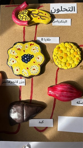 Fairys pottery on Instagram: "Projet de 1 ére année lycée ✨. #projetscolaire #algerienne🇩🇿 #clayartwork #packagingasmr #hibiscusflower"