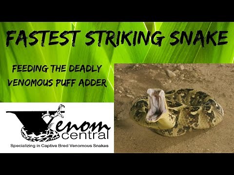 Fastest Striking Puff Adder | Africa's Most Deadly