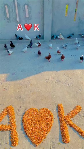 Exploring the LIVE Incentive Program