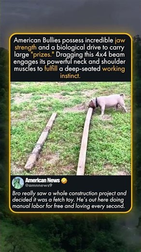 TEXAS SIZE STICK FOR A GOOD BOY