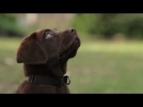 Chocolate Lab Facts