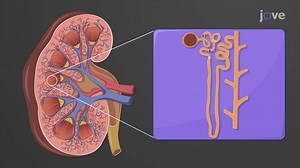 Video: Renal Regulation of Acid-Base Balance
