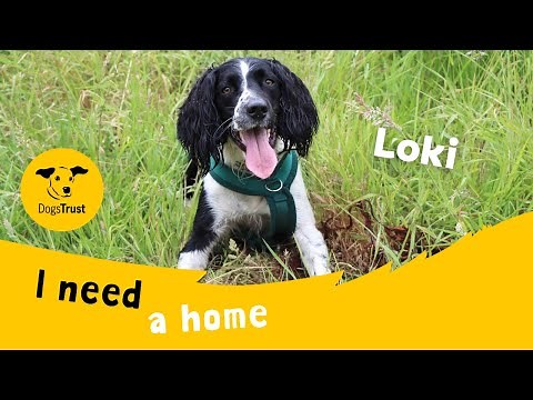 Loki the super Springer Spaniel | Dogs Trust Darlington