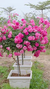 4.9K views · 35 reactions | Chậu hoa hồng sumer siêu đẹp nha anh chị #levanca | Lê Văn Cả | Facebook