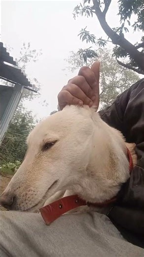 Krish ka gana sunega 😁🤣 A cute dog 🐕🐶#shorts #dog #cute