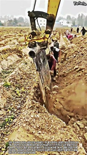 특수 장비와 수작업의 결합! 영양 만점 마 수확 공정의 모든 것 #worker #process #harvest #agriculture #excavator