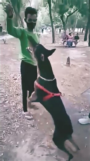 पिटबुल का सामना ईगल से हो जाए तो क्या होगा