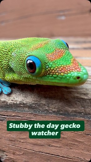 Stubby the day gecko watcher #gecko #lizard #reptile #cuteanimals #funnyanimals #funnyreels | geckgoals