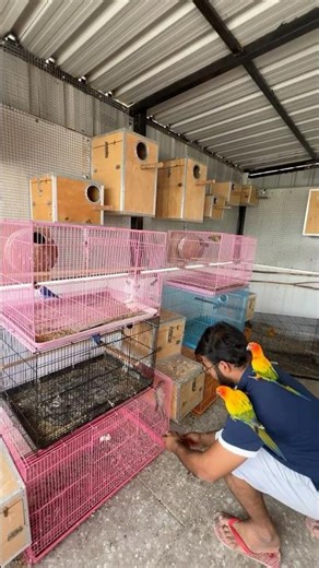 Birds Breeding Start பண்ணலாம்