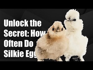 Unlock the Secret: How Often Do Silkie Chickens Lay Eggs? Don't Miss Out!