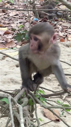 "Little monkeys having the cutest playtime together! 🐒💛"