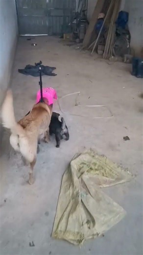 The little puppy found a bone outside and brought it back to eat for mom!