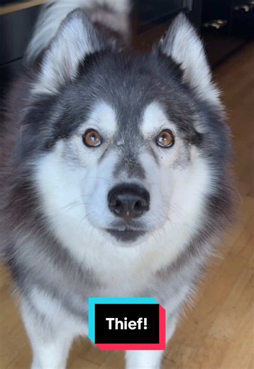 We go through this every single day, but I’ve only ever seen her with a sock in her mouth one (1) time. 🐺🧦😒 #siberianderpskies #husky #siberianhusky #dogsoftiktok #huskiesoftiktok