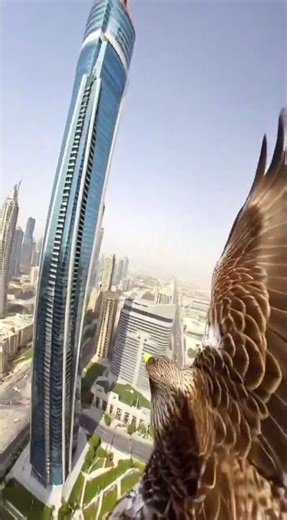 POV GoPro Falcon over Dubai - an abandoned metropolis found in the desert #shorts #GoPro #AnimalPOV