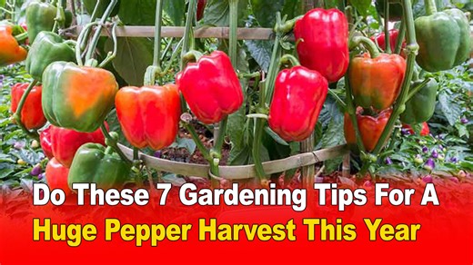 Do These 7 Gardening Tips For A Huge Pepper Harvest This Year