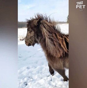 4.4M views · 36K reactions | Let's face it: most farm animals are just giant doggos in disguise. | Animal Tales | Facebook