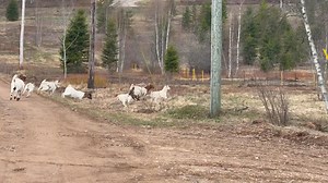 20K views · 368 reactions | We have free range goats on our farm.  | The Humanity Project | Facebook