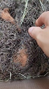 New Intakes : 2... 5 week old baby squirrels eyed just opened tried reunification with mom to no avail. | Little Bit Wildlife Rescue