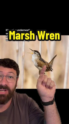 Meet the Marsh Wren: Bird of the Week
