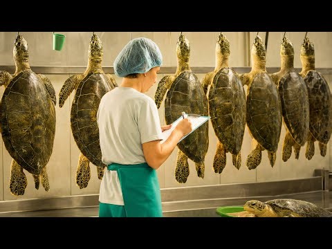 How Millions of Softshell Turtles Are Raised for Eggs and Meat | Inside a Mega Farming Facility