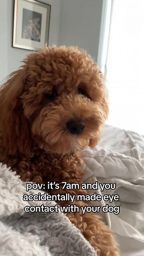 A Minnie Cavapoo on TikTok