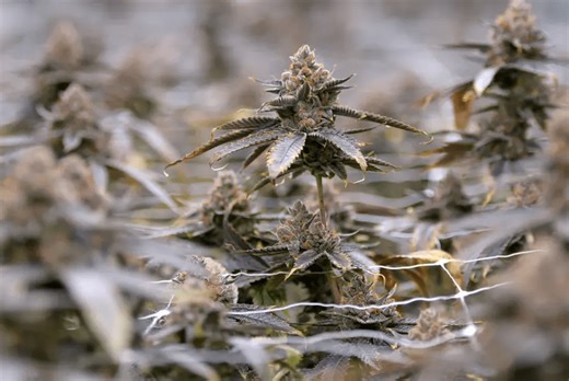 Texas moves to ban THC-A products, shaking up hemp industry