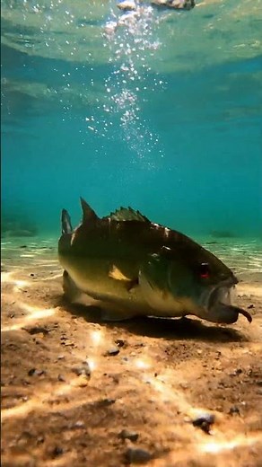 🎣 HUGE Catfish ATTACK! You Won't BELIEVE What Happened Next! 😱 #fishing #catfish #bait