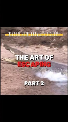 Watch animals escape || part 2 || Animal kingdom #animaledit #animalhunting
