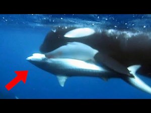 Footage Captures Killer Whales Attacking Great White Shark in South Africa!