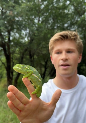 Helping Chameleons Cross Safely: A Loving Gesture