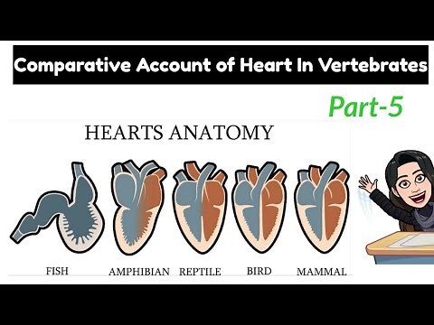 5) Four Chambered Heart in Mammals and Birds /Aves | Study of heart in diff. Classes of Vertebrates