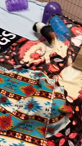 Have you ever wondered what guinea pig zoomies look like? When piggies are excited and happy they will jump straight up in the air or wiggle and leap. The official name for this happy dance? Popcorning! 🍿🐹 This is Chica and Penny, two best friends looking to be adopted together. Learn more about these two and all our small animals up for adoption at www.green-hill.org/adopt_other. #guineapigpopcorn #guineapig | Greenhill Humane Society