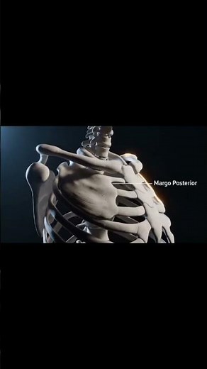 “Human Testes in 3D | Full Anatomy Video”