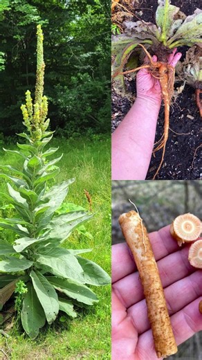 Everybody loves mullein, but most people have no idea how powerful mullein root really is... 💬👀… | Garden Designs & Tips