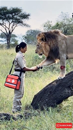 Wildlife Rescue: Saving an Injured Lion in the Wild”